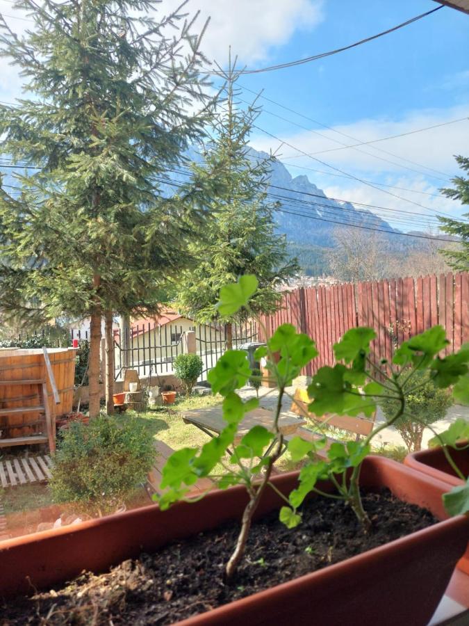 Ferienwohnung Mountain View Buşteni Exterior foto